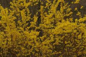 HM_spring_flowers_(3500759135)