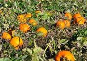 pumpkin-patch